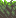 Top grass